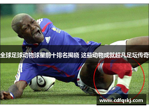 全球足球动物球星前十排名揭晓 这些动物成就超凡足坛传奇